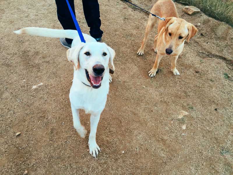 los-cabos-humane-society-1x