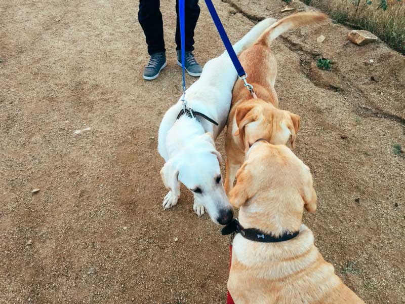 los-cabos-humane-society-3x